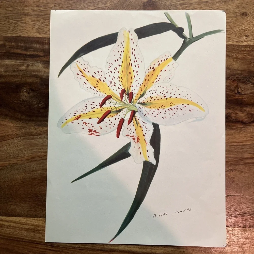 Vintage 1940s Arlette Davids Spring Flowers Lilium Auratum Japan Print #15